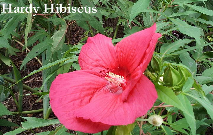 Hibiscus Lid Extra Large 13